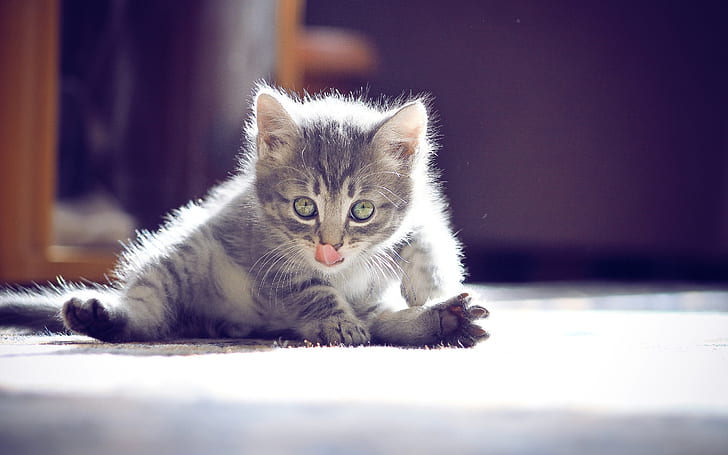 Curious cat close-up, gray tabby kitten, Curious, Cat, HD wallpaper