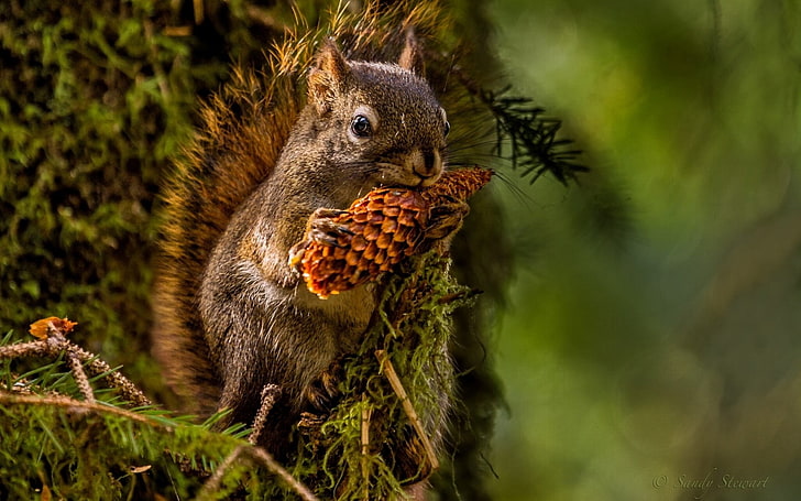 brown squirrel, squirrel, pine cone, lunch, HD wallpaper