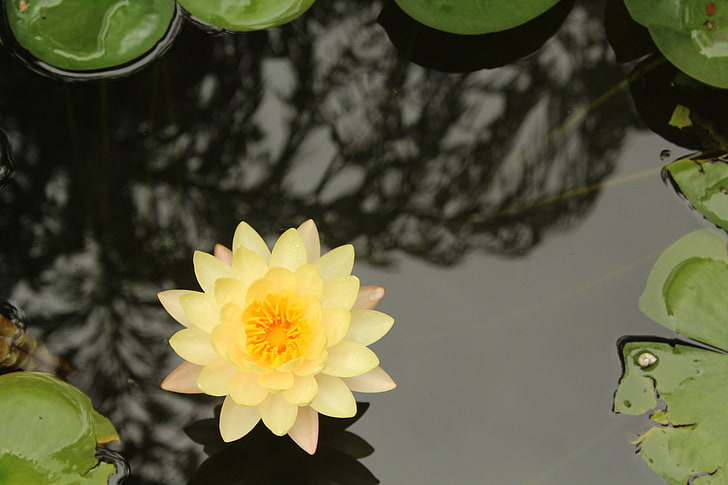 fleur de lotus jaune, fleurs orange, fleurs jaunes, nature, photographie, eau, Fond d'écran HD