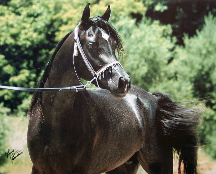 Арабский жеребец, черный конь, конь, животное, животные, HD обои