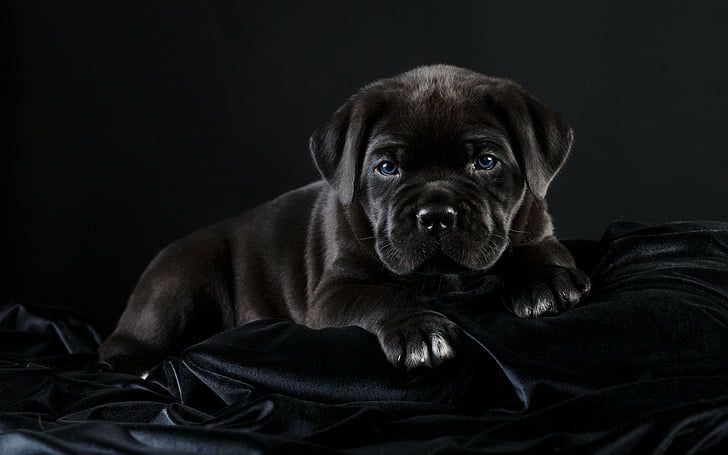 Dogs, Cane Corso, Baby Animal, Dog, Pet, Puppy, HD wallpaper