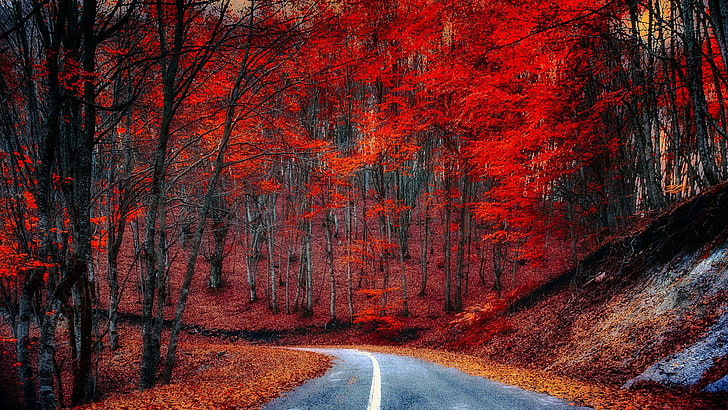 nature, road, autumn, red leaves, tree, forest, woodland, landscape, HD wallpaper