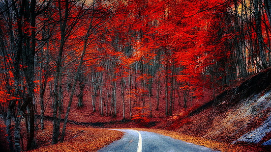 natura, strada, autunno, foglie rosse, albero, bosco, bosco, paesaggio, Sfondo HD HD wallpaper