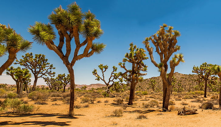 arena, desierto, dunas, Estados Unidos, Joshua Tree, arbusto, Parque Nacional Joshua Tree, Fondo de pantalla HD