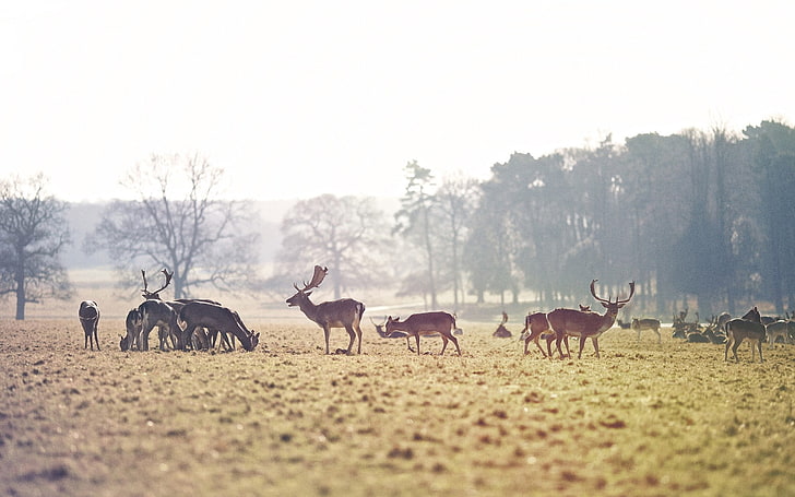 група елени, елени, пасища, поле, трева, светлина, стадо, HD тапет