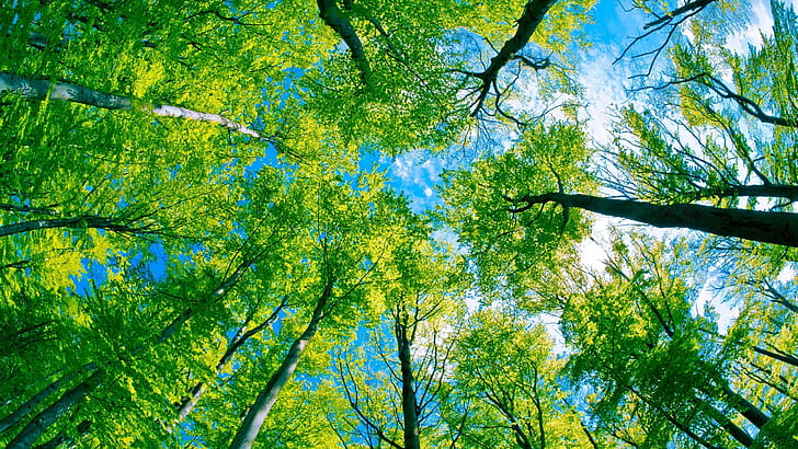 Leśne pnie drzew liście korona błękitne niebo Hd Tapeta 2560 × 1440, Tapety HD