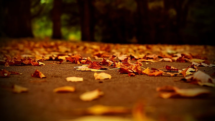 ใบไม้แห้ง, ระยะชัดลึก, ใบไม้, ฤดูใบไม้ร่วง, วอลล์เปเปอร์ HD