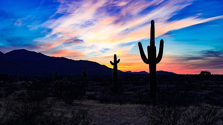 cactus plants, cacti, cactuses, sunset, desert, clouds, HD wallpaper