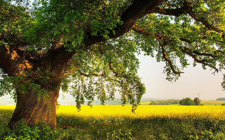 ramo di un albero verde e marrone, natura, alberi, piante, campo, estate, Sfondo HD