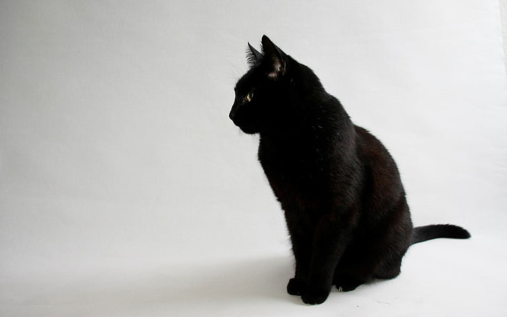 큰 검은 고양이, 고양이, 동물, 검은 고양이, 간단한 배경, 흰색 배경, HD 배경 화면