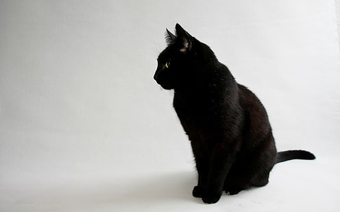 большая черная кошка, кот, животные, черные кошки, простой фон, белый фон, HD обои HD wallpaper