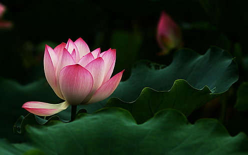 Beautiful Lotus Flower, pink flower, lotus, leaves, pink, HD wallpaper HD wallpaper