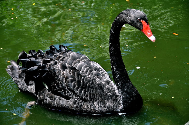 bird, pond, neck, black Swan, HD wallpaper