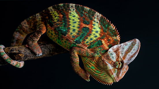 przyroda, zwierzęta, kameleony, kolorowe, skóra, gałąź, ogon, proste tło, Tapety HD HD wallpaper