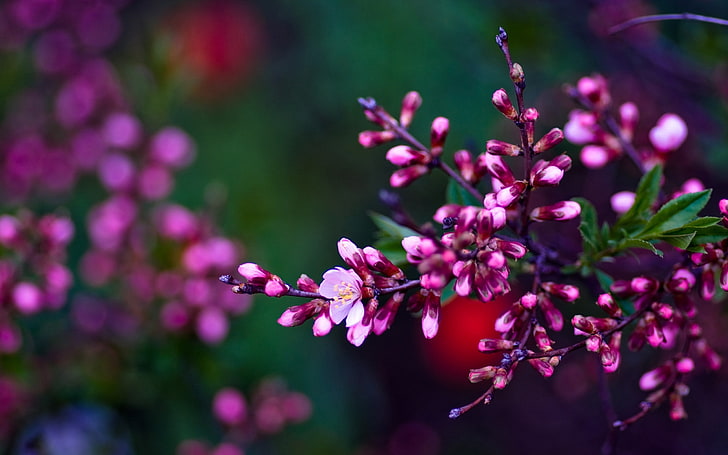 pink cluster flower, flowers, branches, color, colorful, shade, HD wallpaper
