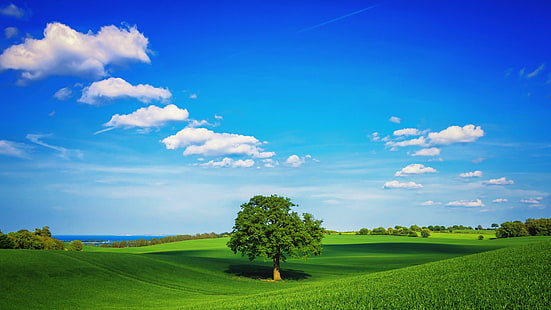 пейзаж, самотно дърво, зелено поле, синьо небе, слънчево, пейзаж, HD тапет HD wallpaper