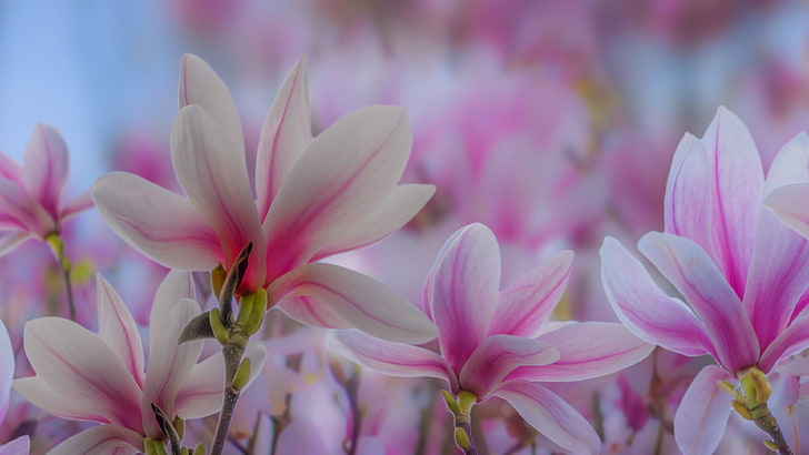 中国のモクレンは落葉樹に大きな花を咲かせ、白とピンクの異なる色合いの花を咲かせます。、 HDデスクトップの壁紙