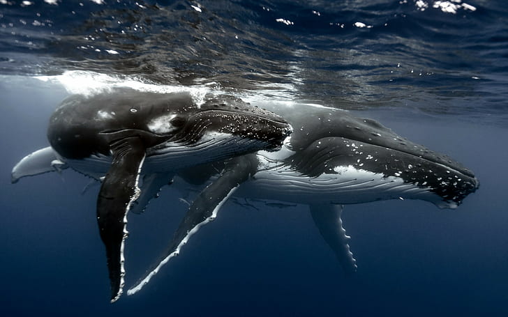 Whale, whale tailes, HD wallpaper