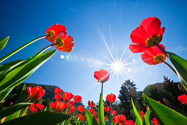 red petaled rose field, the sky, the sun, rays, trees, flowers, tulips, HD wallpaper