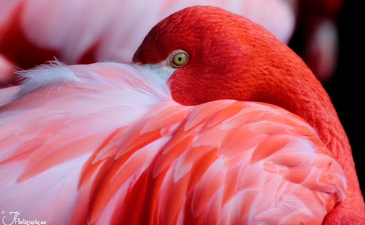 Flamingo vermelho, flamingo vermelho, animais, pássaros, natureza, rosa, olhos, flamingo, sul, colômbia, carolina, animais selvagens, estados unidos, carolina do sul, richland, margens do rio, riverbankszoo, HD papel de parede