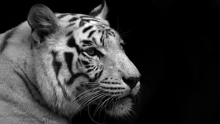 Télécharger l'image du visage de tigre blanc, Fond d'écran HD