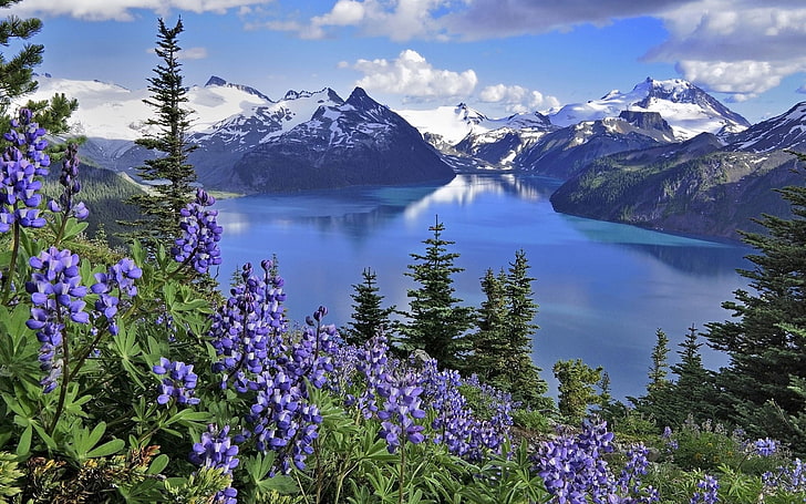 лилави лупински цветя, цветя, планини, езеро, HD тапет
