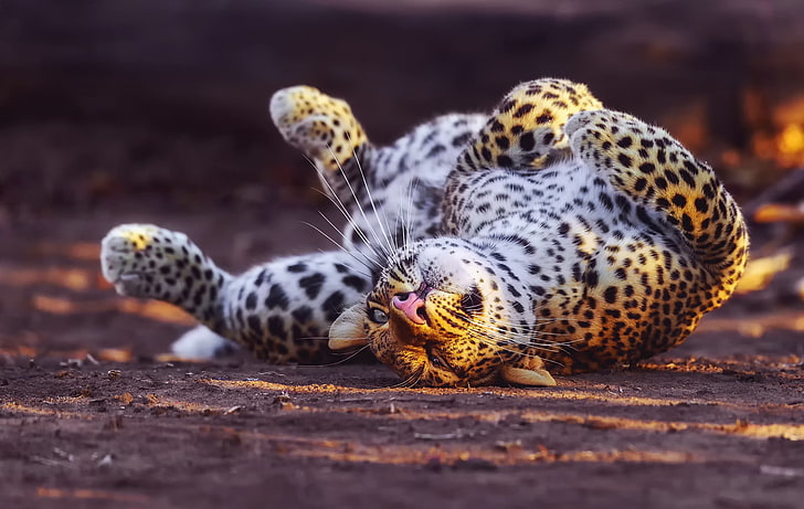 adult black and white leopard, leopard, playful, predator, big cat, HD wallpaper