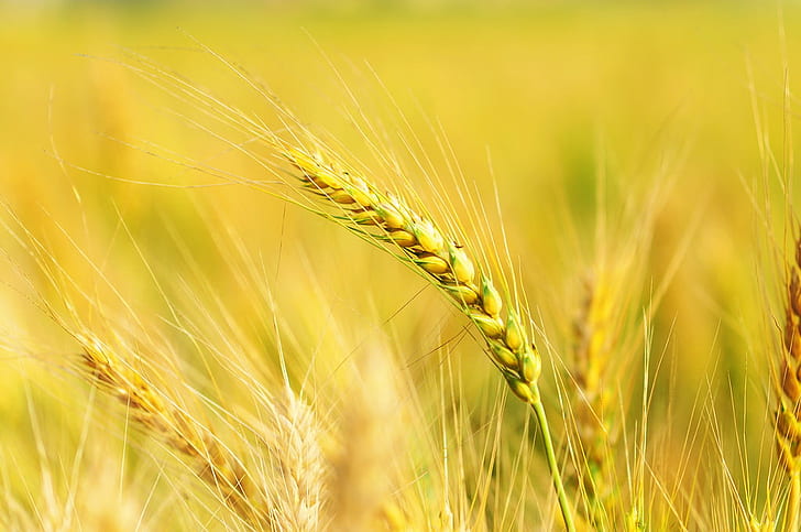 yellow plant, yellow, plant, 大雅, agriculture, cereal Plant, wheat, crop, farm, rural Scene, food, nature, field, ripe, gold Colored, seed, growth, summer, harvesting, stem, barley, bread, close-up, organic, rye - Grain, autumn, non-Urban Scene, HD wallpaper