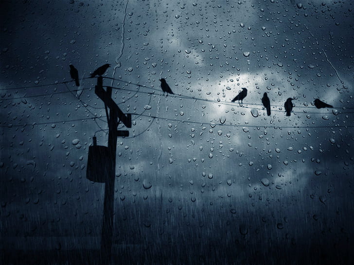 pájaros, lluvia, nubes, líneas eléctricas, poste de electricidad, oscuro, nublado, gotas de agua, Fondo de pantalla HD