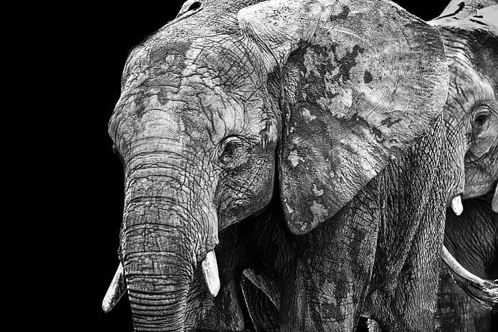gajah abu-abu, Saudara, abu-abu, gajah, gajah, kebun binatang, hitam dan putih, noir et blanc, Wallpaper HD