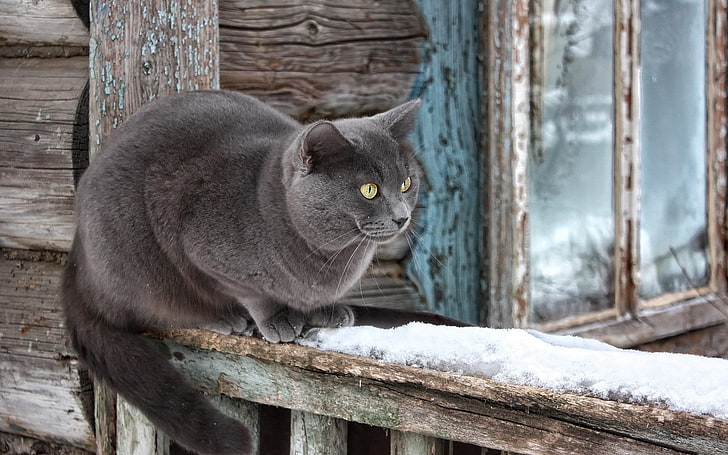 gatto grigio a pelo corto, gatto, neve, davanzale della finestra, seduto, in attesa, Sfondo HD
