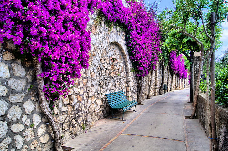 flores cor de rosa, árvores, flores, cidade, bancos, rua, bela, banco, ruas, Itália, HD papel de parede