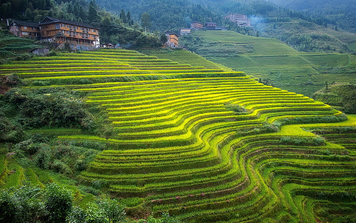 mountains, house, slope, China, tea plantation, Guangxi, terraces, HD wallpaper