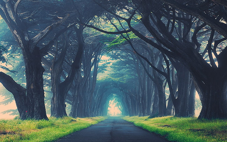 пътека и гора илюстрация, природа, редактиран, дървета, път, HD тапет