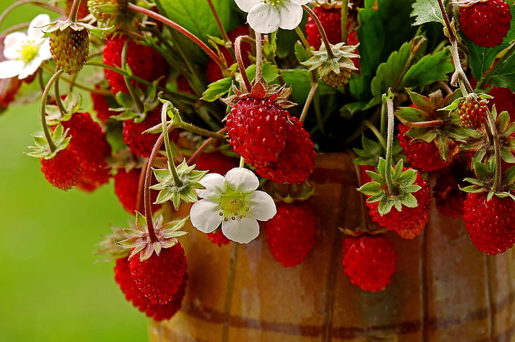 estate, bacche, fragole, rosso, vaso, fiori, un mazzo, maturo, Sfondo HD