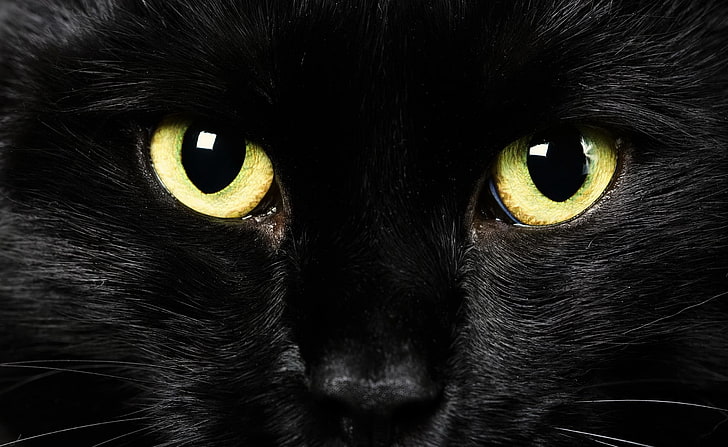 Svart katt ansikte, kort päls svart katt, djur, husdjur, svart, ögon, katt, HD tapet