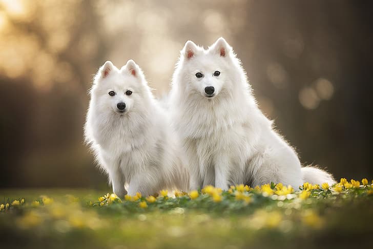 flowers, a couple, bokeh, two dogs, The Japanese Spitz, HD wallpaper