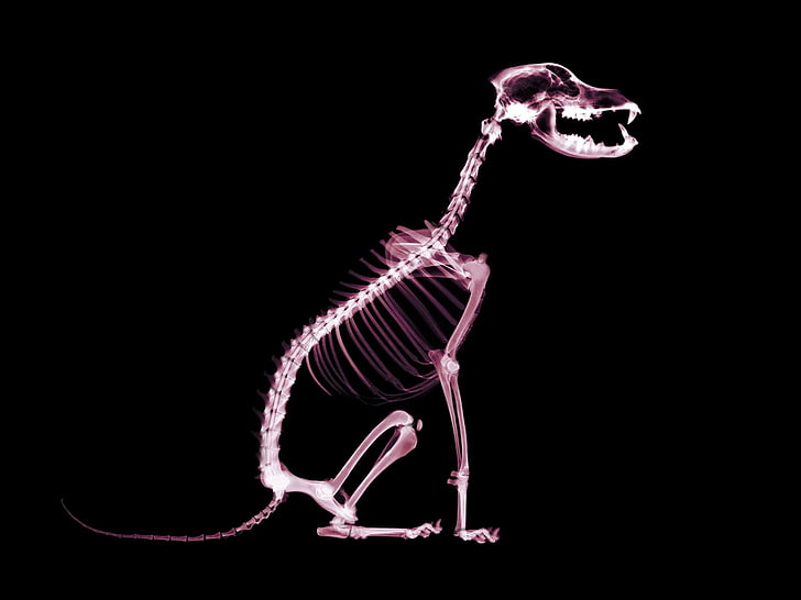 skeleton, HD wallpaper