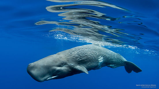 Sperm whale, Cancun, Mexico, Ocean Life, HD wallpaper HD wallpaper