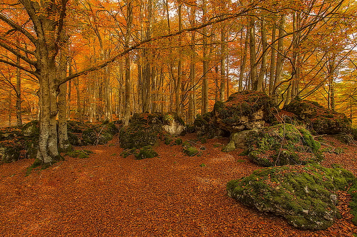 autumn, forest, trees, stones, moss, Spain, Basque Country, Urabain, HD wallpaper