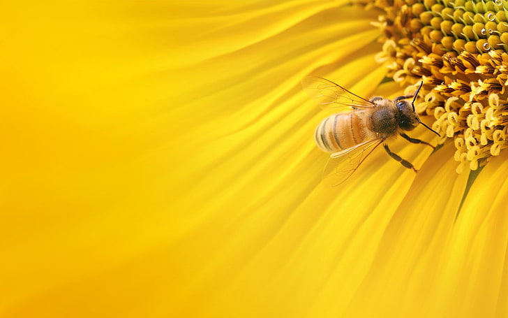 ape mellifica marrone, macro, natura, girasole, Sfondo HD