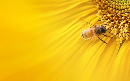 коричневая пчела, макро, природа, подсолнух, HD обои HD wallpaper