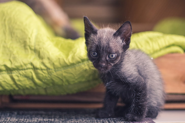 gatito negro de pelo corto, gatito, bebé, sentado, Fondo de pantalla HD