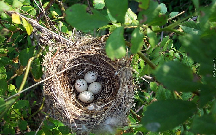 Bird Nest, eggs, birds, tree, nest, HD wallpaper