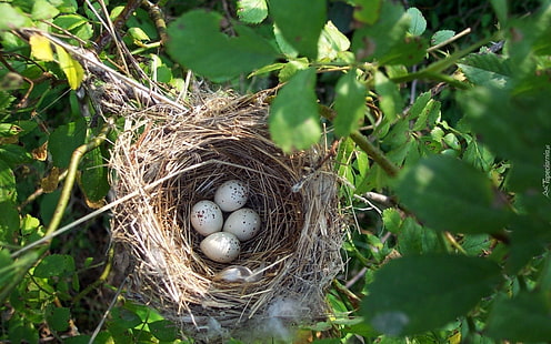 Птичье гнездо, яйца, птицы, дерево, гнездо, HD обои HD wallpaper