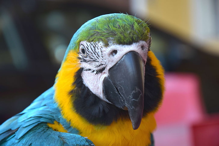 bird, color, color parrot, color plume, detail, parrot, plume, HD wallpaper
