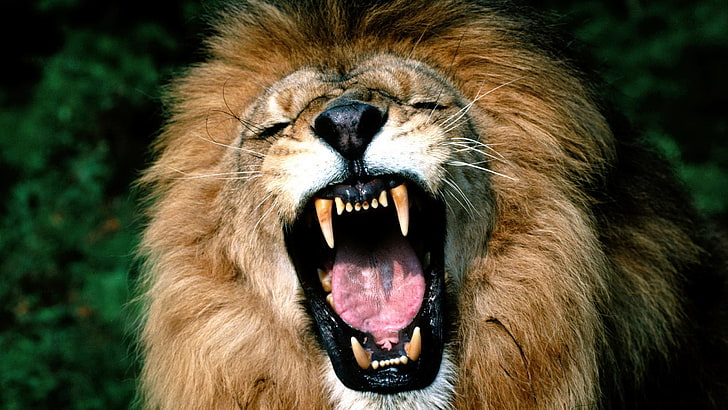 angry lion picture, HD wallpaper