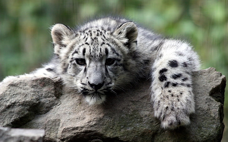 gray snow leopard, cheetah, face, eyes, baby, HD wallpaper