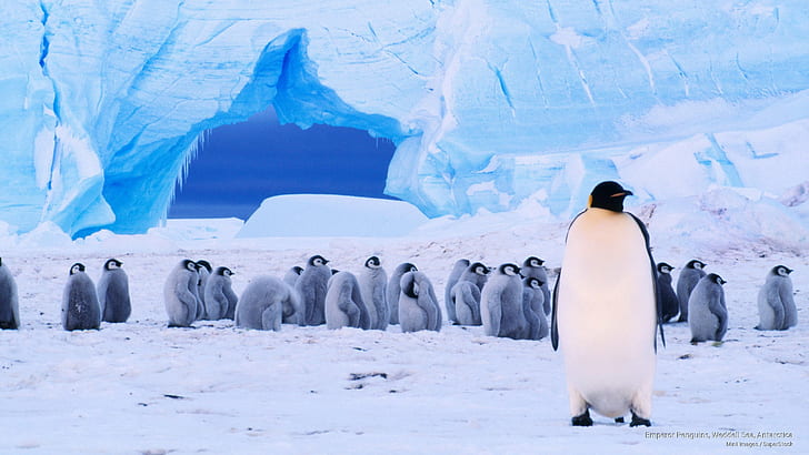 Pinguini imperatore, mare di Weddell, Antartide, uccelli, Sfondo HD