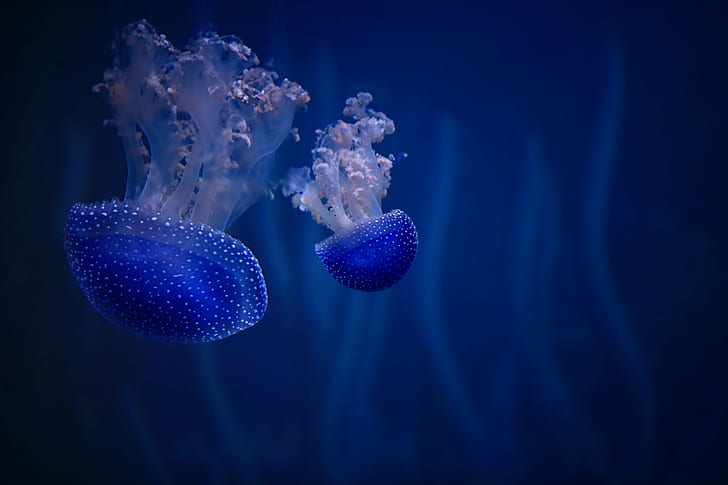 подводна фотография на две сини медузи, синя медуза, подводна фотография, камбана, медуза, Phyllorhiza punctata, чадър, животни, аквариум, зоопарк Росток, австралийски петнисти медузи, канон, медузи, под вода, животно, плуване Животно, море, пипало, синьо, природа, резервоар за риба, книдарий, отровен, дивата природа, HD тапет